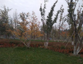 渭网红,千年古韵新篇